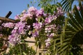 Clytostoma is a climbing plant , with wiry stems and delicate flowers