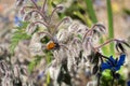 (Clytra quadripunctata) Leaf eater on borage with blue flowers Borago officinalis Royalty Free Stock Photo