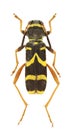 Clytus arietis