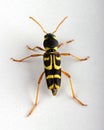 Clytus arietis or wasp beetle from above