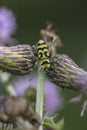 Clytus Arietis, wasp beetle, close up