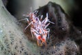 1cm long Tiger Shrimp on a sponge Royalty Free Stock Photo