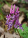 Fumewort Corydalis solida flowers close up