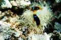 Cmall clown fishes in the Red sea Royalty Free Stock Photo