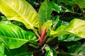 Moonlight or `Moon Glow` Philodendron plant closeup - Fort Lauderdale, Florida, USA