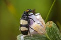 CMR bean beetle (Mylabris oculata) 14046 Royalty Free Stock Photo