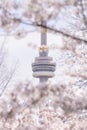 The CN Tower seen through the cherry blossoms in Trinity Bellwoods Park as they near peak bloom for the season