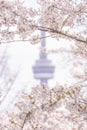 The CN Tower seen through the cherry blossoms in Trinity Bellwoods Park as they near peak bloom