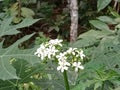 Cnidoscolus aconitifolius is a relatively new vegetable plant in Indonesia. The layman knows him as his Japanese papaya.