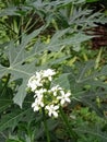 Cnidoscolus aconitifolius is a relatively new vegetable plant in Indonesia. The layman knows him as his Japanese papaya. Royalty Free Stock Photo