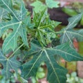 Cnidoscolus aconitifolius & x28;Japanese papaya/ ghaya& x29; is a plant native to the Yucatan Peninsula, Mexico, Central America