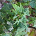 Cnidoscolus aconitifolius (Japanese papaya/ ghaya) is a plant native to the Yucatan Peninsula, Mexico, Central America