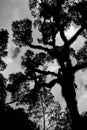 Branched curve tall tree and sky with clouds in the  background. Typical from Tucuman, Argentina. Low angle shot Royalty Free Stock Photo