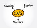 CNS - Central Nervous System acronym, medical concept