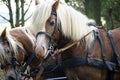 Coach with Haflinger horses