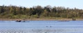 Coach and Woman Sculling in Burnaby Lake