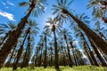 Coachella Palm Trees and Clear Skies