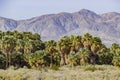 Coachella Valley Preserve