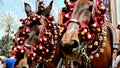 Coachman with bedecked horses at the fair, Jerez de la Frontera