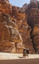 Coachman in horse cart near The Treasury. Petra. Jordan.