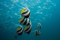 Coachman / Longfin Bannerfish swimming together.