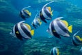 Coachman Longfin bannerfish swimming underwater with reef in background