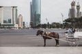 Coachman sleeps in a horse-drawn carriage against in Batumi