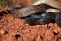Coachwhip Royalty Free Stock Photo
