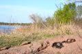 Coachwhip overlooking a lake