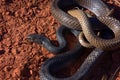 Coachwhip