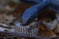 Coachwhip