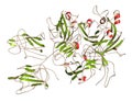 Coagulation factor VIII (fVIII) protein, 3D rendering. Deficiency causes hemophilia A. Cartoon representation with secondary