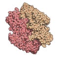 Coagulation factor XIII (FXIII, A subunits), molecular structure. Crosslinks fibrin after activation to FXIIIa by thrombin