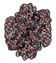 Coagulation factor XIII (FXIII, A subunits), molecular structure. Crosslinks fibrin after activation to FXIIIa by thrombin