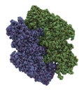 Coagulation factor XIII (FXIII, A subunits), molecular structure. Crosslinks fibrin after activation to FXIIIa by thrombin