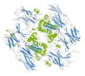 Coagulation factor XIII (FXIII, A subunits), molecular structure. Crosslinks fibrin after activation to FXIIIa by thrombin