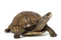 Coahuilan Box Turtle Royalty Free Stock Photo