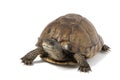 Coahuilan Box Turtle