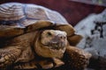 Coahuilan box turtle in the tropic garden. Terrapene Coahuila. Animals Royalty Free Stock Photo