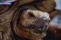 Coahuilan box turtle in the tropic garden. Terrapene Coahuila. Animals