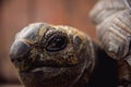 Coahuilan box turtle in the tropic garden. Terrapene Coahuila. Animals Royalty Free Stock Photo