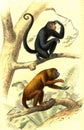 The Coaita, Howler monkeys, vintage engraving