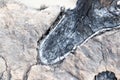 Coal ash in clay