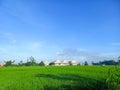 Coal industrial factories are built in large rice fields, causing pollution in the rice fields