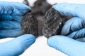 Coal lumps in scientist hands. Fossil fuel energy research Royalty Free Stock Photo