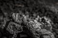 Coal mining industry. Natural black coals for background. Coal in the miner hands. Volcanic rock.