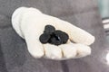 Coal from nuclear reactor fuel assemblies Royalty Free Stock Photo