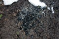 Coal shale layer in soil profile. Snow. Black charcoal texture background. Details on the surface of charcoal. Burning charcoal g