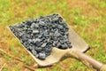 Shovel Full of Small Pebbles of Coal