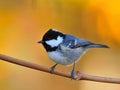 Coal tit